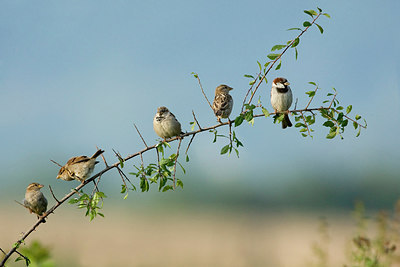 BUITEN BEELD Foto: 213844