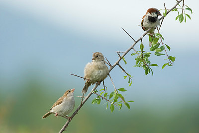 BUITEN BEELD Foto: 213845