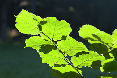 BUITEN BEELD Foto: 213858