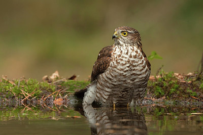 BUITEN BEELD Foto: 213885