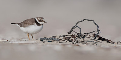 BUITEN BEELD Foto: 213957