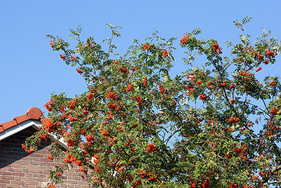BUITEN BEELD Foto: 213985