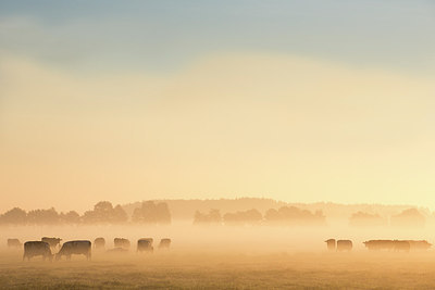 BUITEN BEELD Foto: 214012