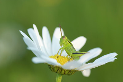 BUITEN BEELD Foto: 214066