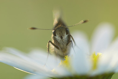 BUITEN BEELD Foto: 214071