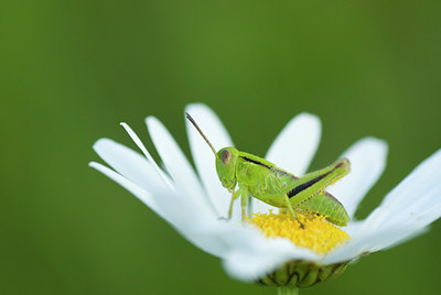 BUITEN BEELD Foto: 214072