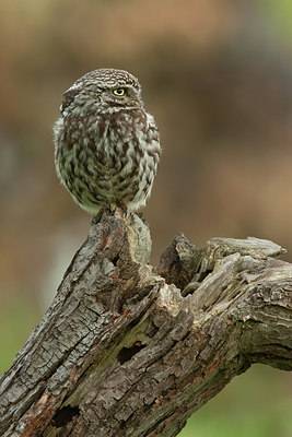 BUITEN BEELD Foto: 214120