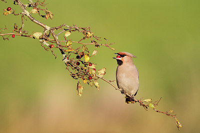 BUITEN BEELD Foto: 214124