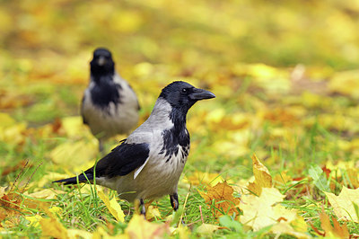 BUITEN BEELD Foto: 214137