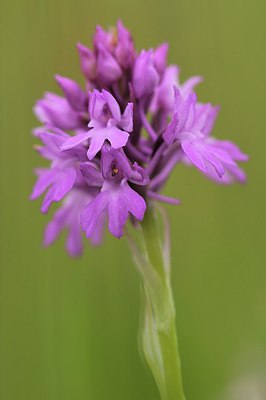BUITEN BEELD Foto: 214141