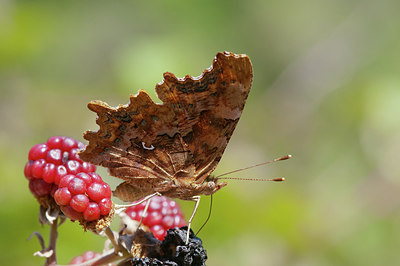 BUITEN BEELD Foto: 214158