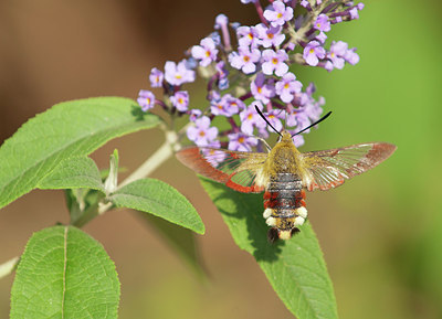 BUITEN BEELD Foto: 214160