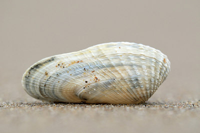 BUITEN BEELD Foto: 214182