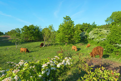 BUITEN BEELD Foto: 214190