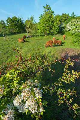 BUITEN BEELD Foto: 214198