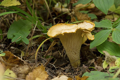 BUITEN BEELD Foto: 214225