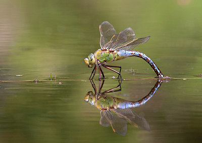 BUITEN BEELD Foto: 214252