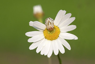 BUITEN BEELD Foto: 214258