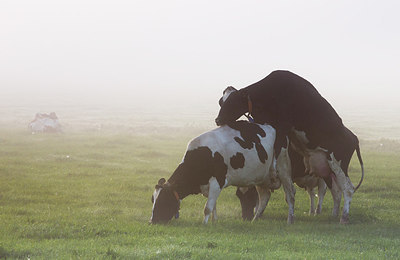 BUITEN BEELD Foto: 214262