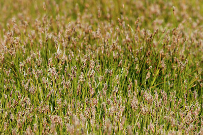 BUITEN BEELD Foto: 214267