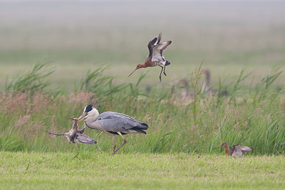 BUITEN BEELD Foto: 214274