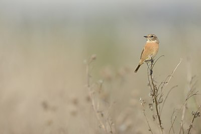 BUITEN BEELD Foto: 214312