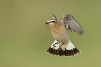 BUITEN BEELD Foto: 214316