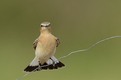 BUITEN BEELD Foto: 214317