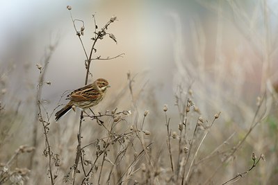 BUITEN BEELD Foto: 214320
