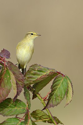 BUITEN BEELD Foto: 214321