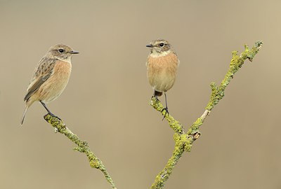 BUITEN BEELD Foto: 214324