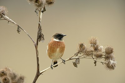 BUITEN BEELD Foto: 214331