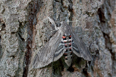 BUITEN BEELD Foto: 214338