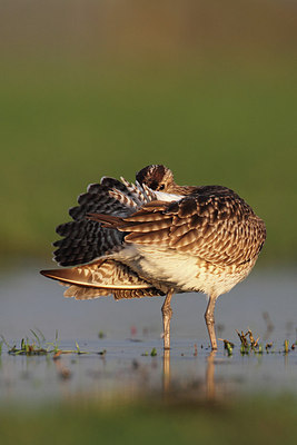 BUITEN BEELD Foto: 214341