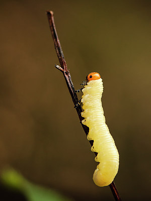 BUITEN BEELD Foto: 214370