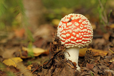 BUITEN BEELD Foto: 214377