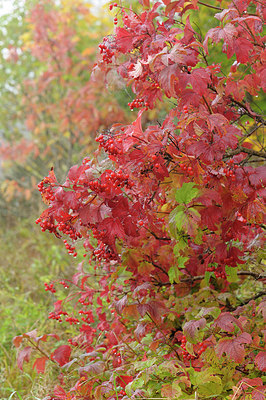 BUITEN BEELD Foto: 214425