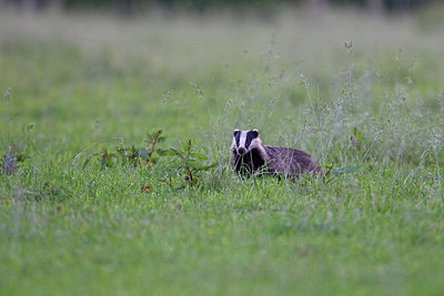 BUITEN BEELD Foto: 214429