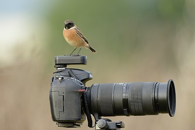 BUITEN BEELD Foto: 214449