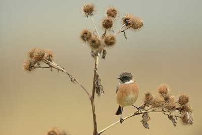 BUITEN BEELD Foto: 214450