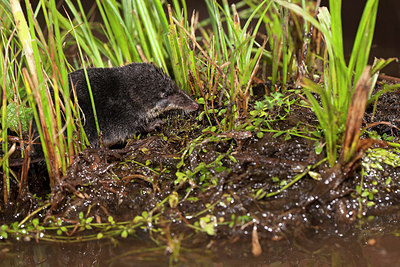 BUITEN BEELD Foto: 214477