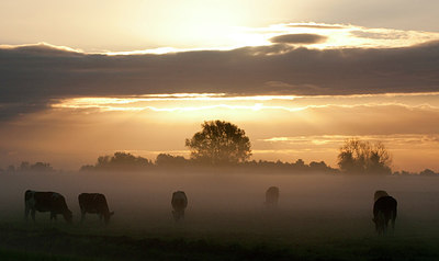 BUITEN BEELD Foto: 214505