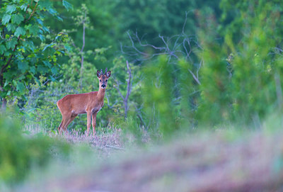 BUITEN BEELD Foto: 214582