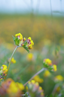 BUITEN BEELD Foto: 214595
