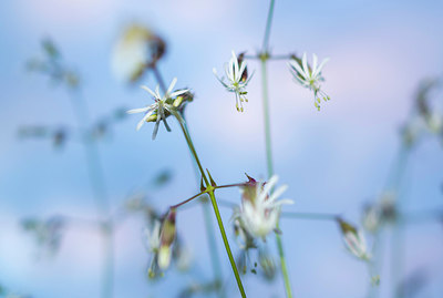 BUITEN BEELD Foto: 214606