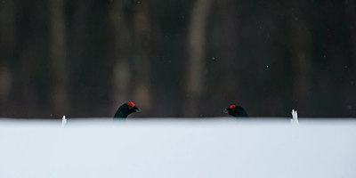 BUITEN BEELD Foto: 214665
