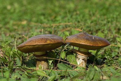 BUITEN BEELD Foto: 214700