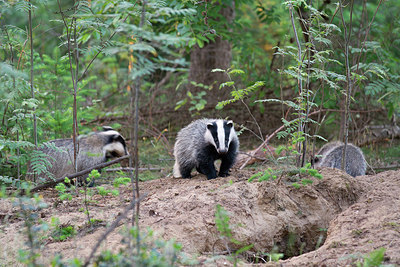 BUITEN BEELD Foto: 214707