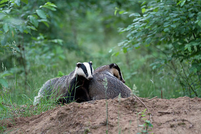 BUITEN BEELD Foto: 214709