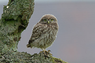 BUITEN BEELD Foto: 214718